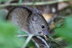 До уваги сільськогосподарських товаровиробників: інформація щодо знешкодження мишоподібних гризунів